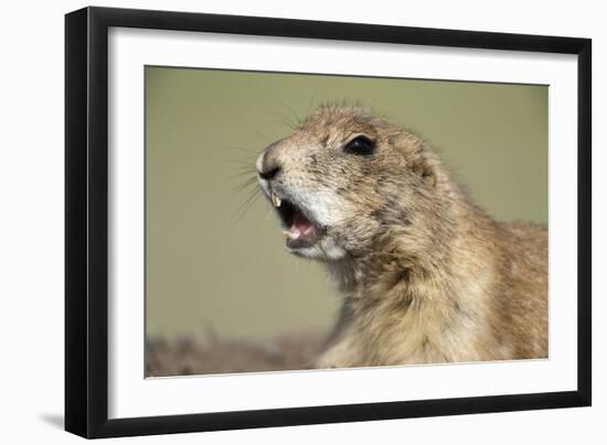 Prairie Dog in Theodore Roosevelt National Park-Paul Souders-Framed Photographic Print