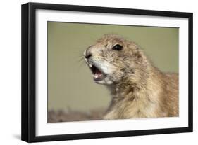 Prairie Dog in Theodore Roosevelt National Park-Paul Souders-Framed Photographic Print