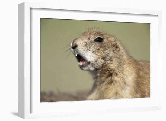 Prairie Dog in Theodore Roosevelt National Park-Paul Souders-Framed Photographic Print