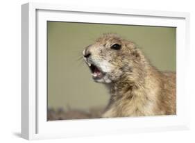 Prairie Dog in Theodore Roosevelt National Park-Paul Souders-Framed Photographic Print