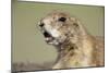 Prairie Dog in Theodore Roosevelt National Park-Paul Souders-Mounted Photographic Print