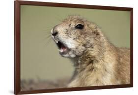 Prairie Dog in Theodore Roosevelt National Park-Paul Souders-Framed Photographic Print