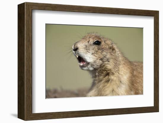 Prairie Dog in Theodore Roosevelt National Park-Paul Souders-Framed Photographic Print