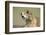 Prairie Dog in Theodore Roosevelt National Park-Paul Souders-Framed Photographic Print