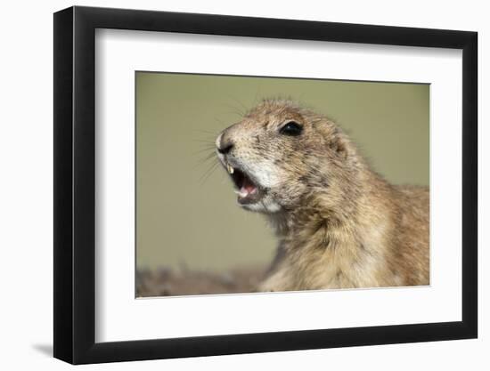 Prairie Dog in Theodore Roosevelt National Park-Paul Souders-Framed Photographic Print