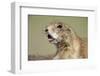 Prairie Dog in Theodore Roosevelt National Park-Paul Souders-Framed Photographic Print