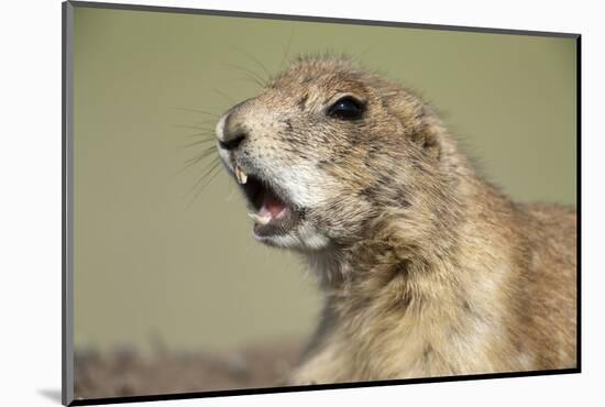 Prairie Dog in Theodore Roosevelt National Park-Paul Souders-Mounted Photographic Print