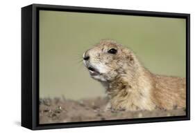 Prairie Dog-Paul Souders-Framed Stretched Canvas