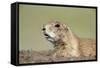 Prairie Dog-Paul Souders-Framed Stretched Canvas