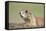 Prairie Dog-Paul Souders-Framed Stretched Canvas