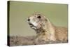 Prairie Dog-Paul Souders-Stretched Canvas