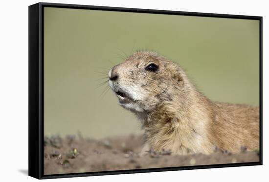 Prairie Dog-Paul Souders-Framed Stretched Canvas