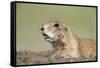 Prairie Dog-Paul Souders-Framed Stretched Canvas