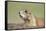 Prairie Dog-Paul Souders-Framed Stretched Canvas