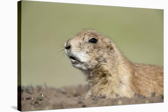 Prairie Dog-Paul Souders-Stretched Canvas