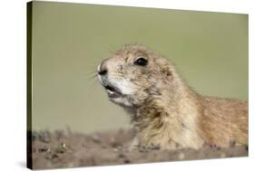 Prairie Dog-Paul Souders-Stretched Canvas