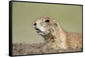 Prairie Dog-Paul Souders-Framed Stretched Canvas