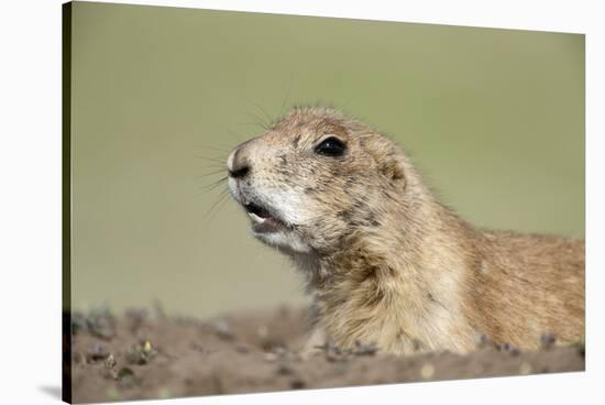 Prairie Dog-Paul Souders-Stretched Canvas