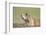 Prairie Dog-Paul Souders-Framed Premium Photographic Print