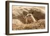 Prairie Dog-India1-Framed Premium Photographic Print