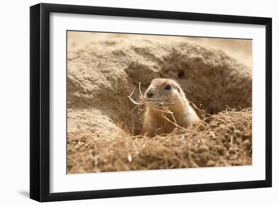 Prairie Dog-India1-Framed Premium Photographic Print