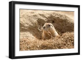 Prairie Dog-India1-Framed Premium Photographic Print