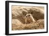 Prairie Dog-India1-Framed Premium Photographic Print
