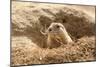 Prairie Dog-India1-Mounted Premium Photographic Print