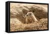 Prairie Dog-India1-Framed Stretched Canvas