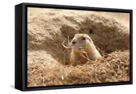 Prairie Dog-India1-Framed Stretched Canvas