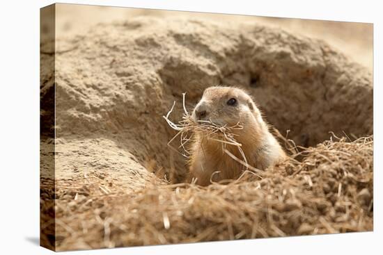 Prairie Dog-India1-Stretched Canvas