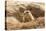 Prairie Dog-India1-Stretched Canvas