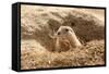 Prairie Dog-India1-Framed Stretched Canvas