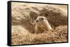 Prairie Dog-India1-Framed Stretched Canvas