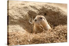 Prairie Dog-India1-Stretched Canvas