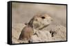 Prairie Dog-Gordon Semmens-Framed Stretched Canvas