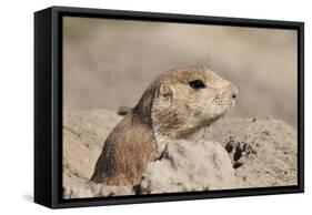 Prairie Dog-Gordon Semmens-Framed Stretched Canvas