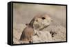 Prairie Dog-Gordon Semmens-Framed Stretched Canvas