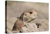 Prairie Dog-Gordon Semmens-Stretched Canvas