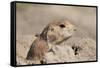 Prairie Dog-Gordon Semmens-Framed Stretched Canvas