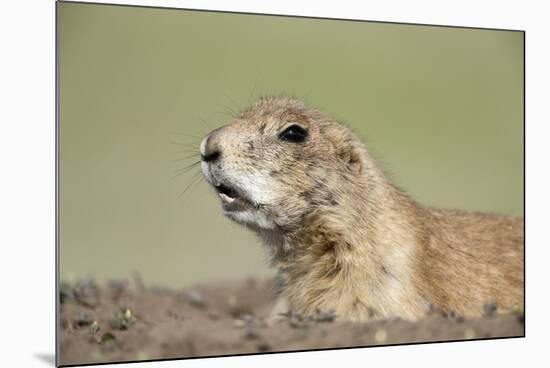 Prairie Dog-Paul Souders-Mounted Photographic Print