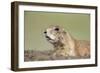 Prairie Dog-Paul Souders-Framed Photographic Print