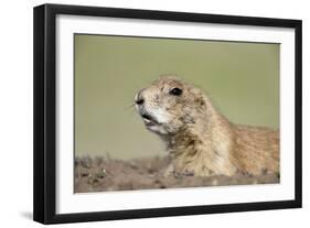 Prairie Dog-Paul Souders-Framed Photographic Print