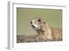 Prairie Dog-Paul Souders-Framed Photographic Print