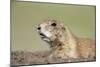 Prairie Dog-Paul Souders-Mounted Photographic Print