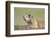 Prairie Dog-Paul Souders-Framed Photographic Print