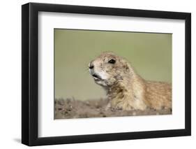 Prairie Dog-Paul Souders-Framed Photographic Print