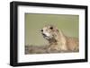 Prairie Dog-Paul Souders-Framed Photographic Print