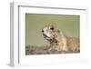 Prairie Dog-Paul Souders-Framed Photographic Print