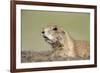 Prairie Dog-Paul Souders-Framed Photographic Print